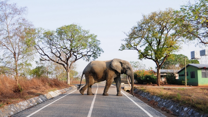 Elefant im Mole National Park