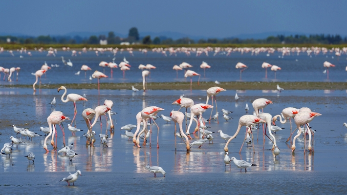 Rosa Flamingos in der Camargue