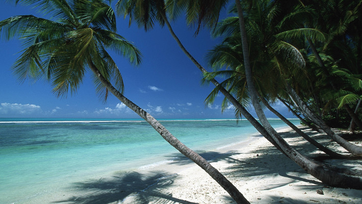 Kokosnusspalmen am Strand, Trinidad and Tobago